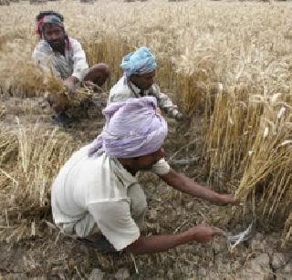 Punjab's wheat producer Durgai Megh | पंजाबातील गहू उत्पादक सरकारी दिरंगाईने हैराण Punjab's wheat producer Durgai Megh | पंजाबातील गहू उत्पादक सरकारी दिरंगाईने हैराण