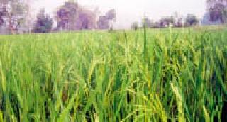 Summer paddy crop: | उन्हाळी धान पीक डौलात : Summer paddy crop: | उन्हाळी धान पीक डौलात :