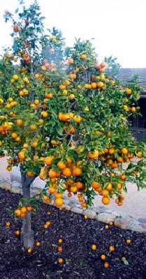 Orange fruit leakage due to increased temperature | वाढत्या तापमानामुळे संत्रा फळांना गळती