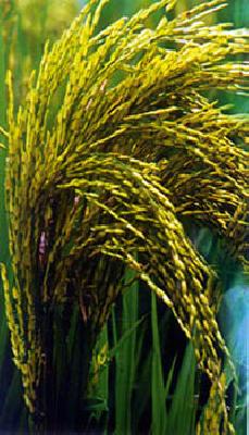 False assurance to give double the price to the farmer | शेतमालाला दुप्पट दाम देण्याचे आश्वासन फोल