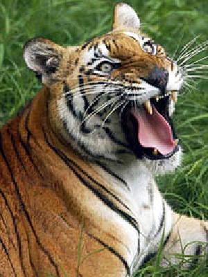 Tiger View of Six Tigers | व्याघ्र प्रकल्पात सहाच वाघांचे दर्शन