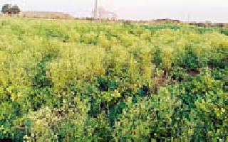 Challenge of eliminating carrot grass near farmers | शेतकऱ्यांपुढे गाजर गवत निर्मूलनाचे आव्हान