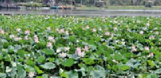 Flowers kamaladdi ...: | फुलले कमलदल... :