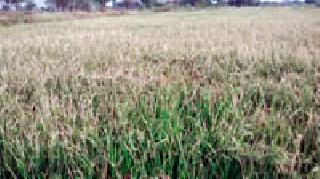 Summer Pest Pest Crisis | उन्हाळी धानावर किडीचे संकट