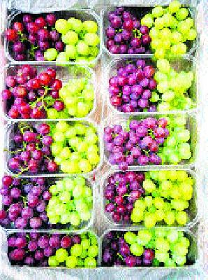 Demand for starting a scheme to save the grape | द्राक्षबागा वाचविण्यासाठी योजना सुरू करण्याची मागणी
