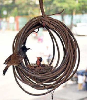 Muddy grass | ममत्वाचा घास