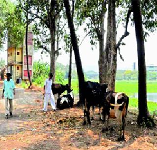 Ashoka became a garden, he built a house | अशोक बागेचा बनला गोठा Ashoka became a garden, he built a house | अशोक बागेचा बनला गोठा