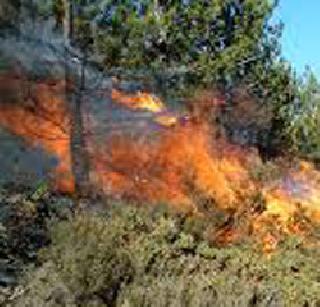 The forests of the talukas are called Khak | तालुक्यातील जंगले वणव्यांनी खाक