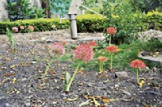 May Flower ... | मे फ्लॉवर...