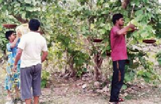 Water supply to the water pond | पक्ष्यांच्या पाणपोईला पाणी पुरवठा :