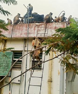 Wandering in search of water: | पाण्याच्या शोधात वानरांची भटकंती :