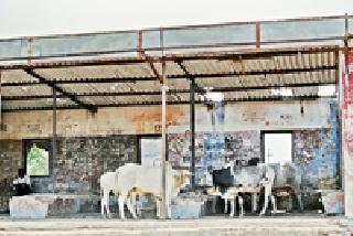 Cattle shelter for migratory shelter ... | प्रवासी निवारा की गुरांचा गोठा... Cattle shelter for migratory shelter ... | प्रवासी निवारा की गुरांचा गोठा...