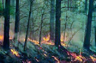 On the path to destruction of biodiversity | जैवविविधता नष्ट होण्याच्या मार्गावर