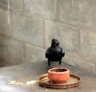 Goodbye to the hot dogs | मुक्या जीवांना उन्हाचा डंख Goodbye to the hot dogs | मुक्या जीवांना उन्हाचा डंख