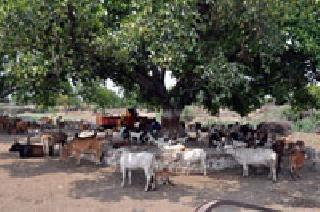 Gadh-Dhore ... | वडाच्या आश्रयाला गुरे-ढोरे..