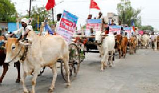 District Kacheri Dhadkala bull front | जिल्हा कचेरीवर धडकला बैल मोर्चा District Kacheri Dhadkala bull front | जिल्हा कचेरीवर धडकला बैल मोर्चा