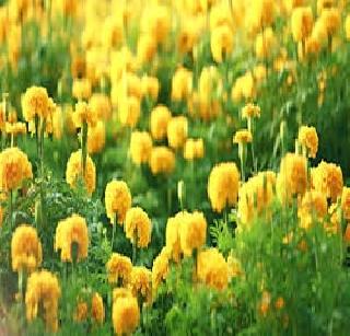 Because of the rise in arrivals the prices of mangoes declined | आवक वाढल्याने झेंडूच्या किमती घसरल्या