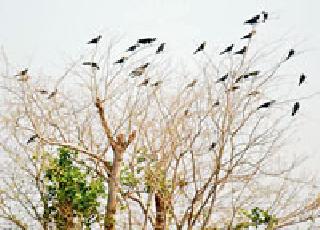 The birds have lost the morning twitter | पक्ष्यांचा पहाटेचा किलबिलाट हरविला The birds have lost the morning twitter | पक्ष्यांचा पहाटेचा किलबिलाट हरविला