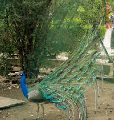 Pisara Fulla: | पिसारा फुलला :