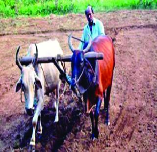 The dust started sowing | धूळ पेरणीला सुरु वात