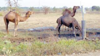 Camel wanderings: | उंटांची पाण्यासाठी भटकंती :