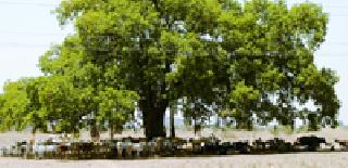 Base shadow: | आधार सावलीचा :