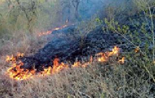 Bhankheda forest | भानखेडा जंगलात वणवा