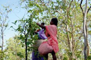 Tandupta collection under suspicion | दहशतीखाली तेंदूपत्ता संकलन