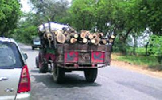 Regarding the rules and orders from the Warwickshire | वनकर्मचाऱ्यांकडून नियमांची व आदेशाची पायमल्ली