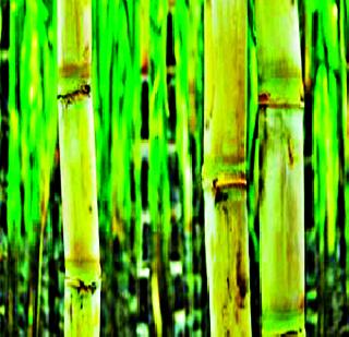 Sugar effect | साखरेचा परिपाक Sugar effect | साखरेचा परिपाक