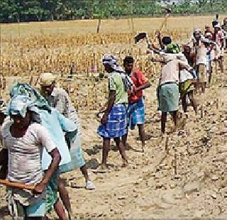 Rohuya laborers get 'banquet' | रोहयो मजूरांना मिळतेय ‘मेजवानी’ Rohuya laborers get 'banquet' | रोहयो मजूरांना मिळतेय ‘मेजवानी’