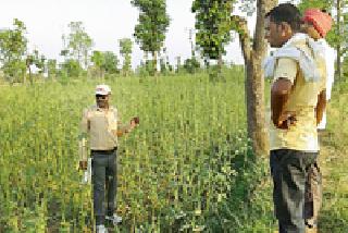 Infertility of turmeric and fungus on okra crop | भेंडी पिकावर हळद्या व बुरशींचा प्रादुर्भाव