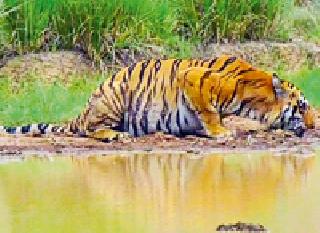 Errors: | तृष्णातृप्ती :