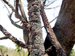 Government should open lakhs of shopping centers | शासनाने लाख खरेदी केंद्र उघडावे