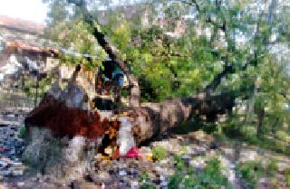 The tree collapsed at the house at Ghatanji | घाटंजी येथे घरावर झाड कोसळले