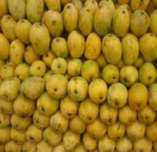 Two-ton poisonous mango destroyed in Shri Ramapura | दोन टन विषारी आंबे श्रीरामपूरमध्ये नष्ट Two-ton poisonous mango destroyed in Shri Ramapura | दोन टन विषारी आंबे श्रीरामपूरमध्ये नष्ट