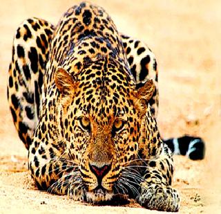 To face death for water! | पाण्यासाठी मृत्यूशी सामना ! To face death for water! | पाण्यासाठी मृत्यूशी सामना !