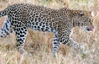 In the Vadali forest area, a direct demonstration of four leopards with the female at the same time | वडाळी वनपरिक्षेत्रात एकाचवेळी मादीसह चार बिबट्यांचे प्रत्यक्ष दर्शन