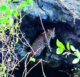 The leopard lying in the well | विहिरीत पडलेला बिबट्या जेरबंद