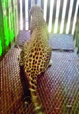 Leopard in the forest section's cage | वन विभागाच्या पिंजऱ्यात बिबट्या जेरबंद