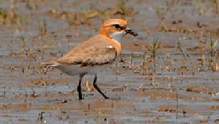 Record of rare small mud district | दुर्मिळ छोटा चिखल्याची जिल्ह्यात नोंद Record of rare small mud district | दुर्मिळ छोटा चिखल्याची जिल्ह्यात नोंद