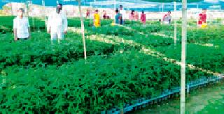 Forest Department FULLWALI Roopwatika | वन विभागाने फुलविली रोपवाटिका