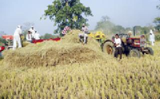 Dhanaani Dhanani Dhani Dhoom: | मळणी यंत्राने धान काढणीची धूम : Dhanaani Dhanani Dhani Dhoom: | मळणी यंत्राने धान काढणीची धूम :