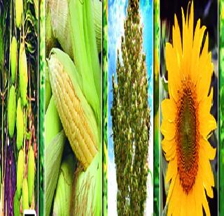 Domestic options on the scarcity of seeds! | बियाणे टंचाईवर आता घरगुती पर्याय! Domestic options on the scarcity of seeds! | बियाणे टंचाईवर आता घरगुती पर्याय!