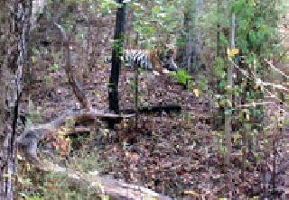 Tipeshwar Wildlife Sanctuary Dhindvade | टिपेश्वर अभयारण्याचे धिंडवडे