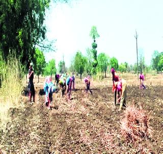 Speed of paddy work | मशागतींच्या कामांना वेग Speed of paddy work | मशागतींच्या कामांना वेग