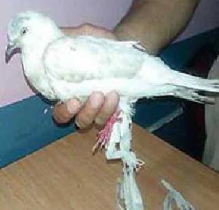 Suspicion of messaging through a dove on Indo-Pak border | भारत - पाक सीमेवर कबुतराच्या माध्यमातून संदेशवहनाचा संशय Suspicion of messaging through a dove on Indo-Pak border | भारत - पाक सीमेवर कबुतराच्या माध्यमातून संदेशवहनाचा संशय