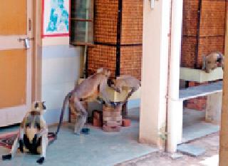 Water Dispute: | पाण्यासाठी धडपड : Water Dispute: | पाण्यासाठी धडपड :