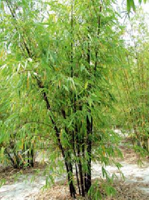 Missing botanical tree | गणोरी बंदीतून झाडे झालीत बेपत्ता