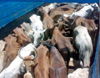 The price of the animals is fixed | जनावरांची किंमत ठरतेय वजनावर The price of the animals is fixed | जनावरांची किंमत ठरतेय वजनावर